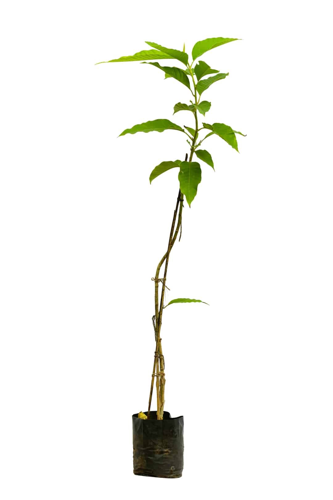 Dendrocalamus brandisii (Sweet Dragon Bamboo)